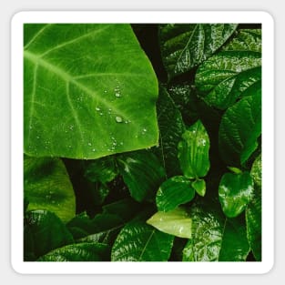 Lush Green Dewy Leaves Sticker